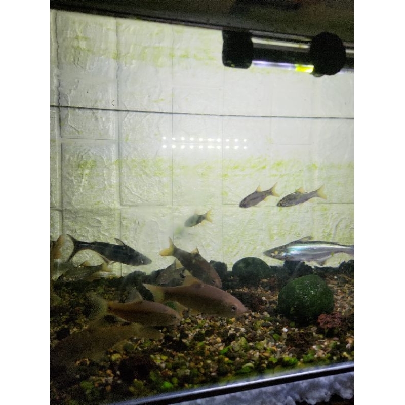 hiasan wader per 10 e