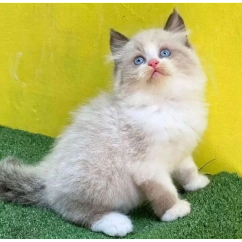 kucing himalaya mata biru umur 3 bulan sudah lincah