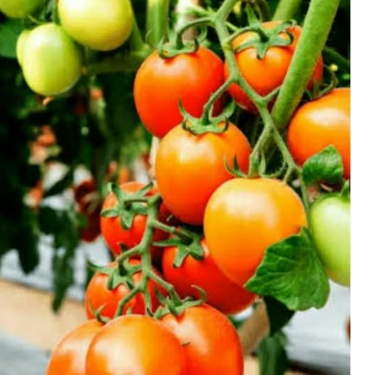 

tomat frees Lembang grad A 1kg