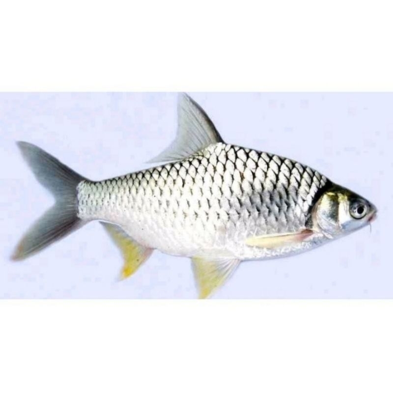 Ikan Hias Akuarium Wader Isi 5e