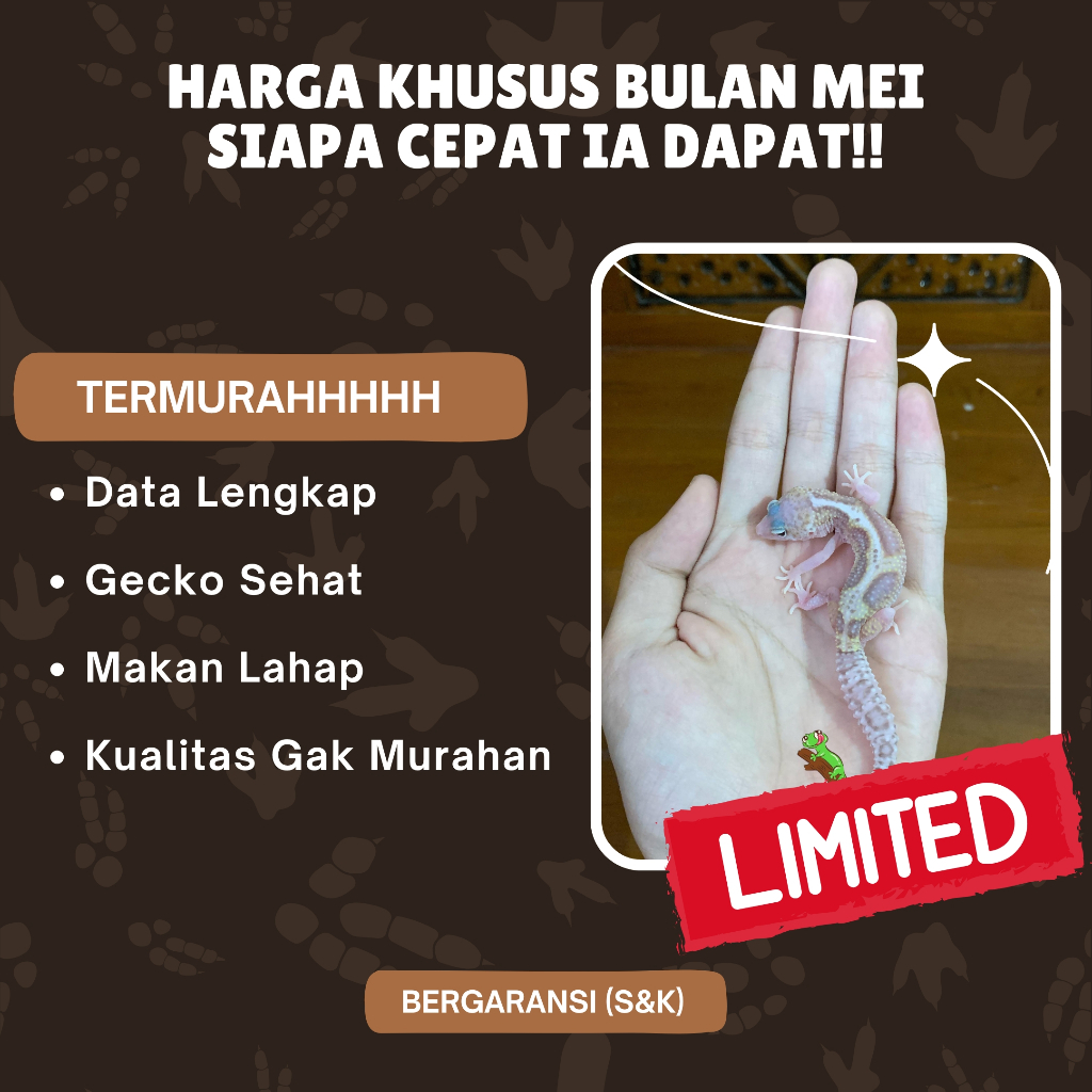 MAINAN ANAK GECKO LEOPARD BABY PREMIUM QUALITY