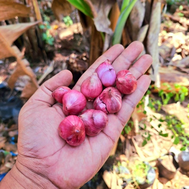 

Bawang Merah Kering Ukuran Super 1 kg Asli Sulawesi