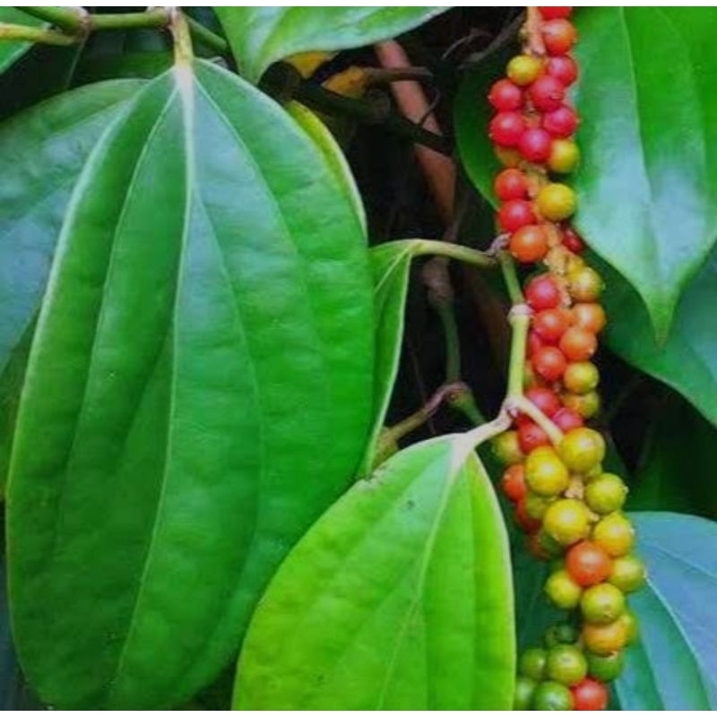 

daun kemukus segar/obat herbal isi 100pcs