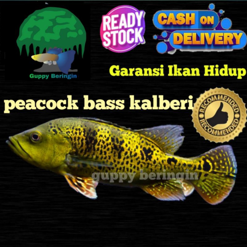 PROMO paket hemat isi 2 pbass kalbery size 7-8cm