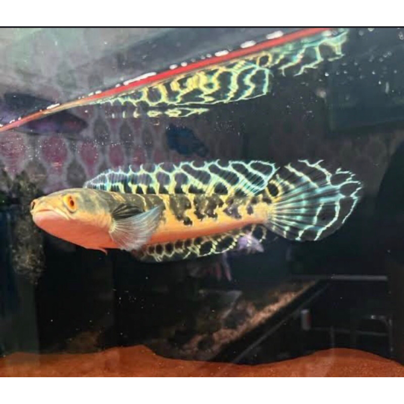 Box Channa Maru Ys Batik Size 9-11cm