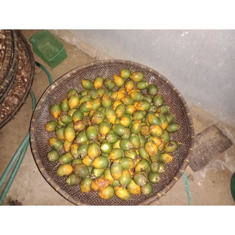 

BUAH PINANG TUA 1 KG RP 10.500