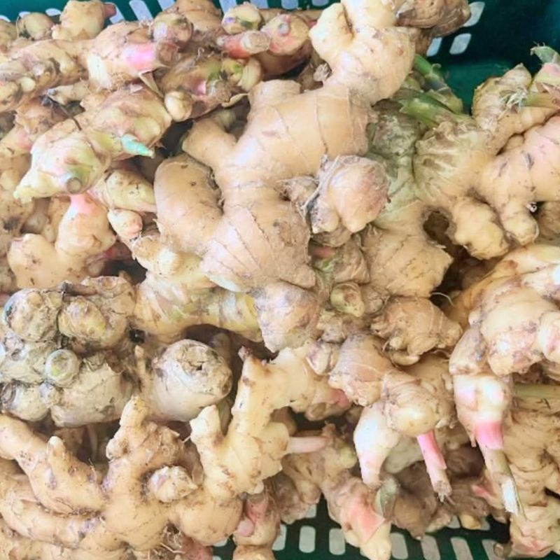 

(500 gr) Jahe emprit segar kaya manfaat