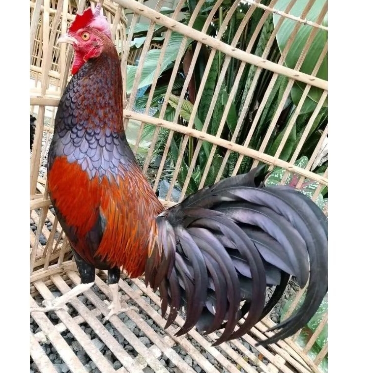 telur ayam hutan asli untuk di tetaskan