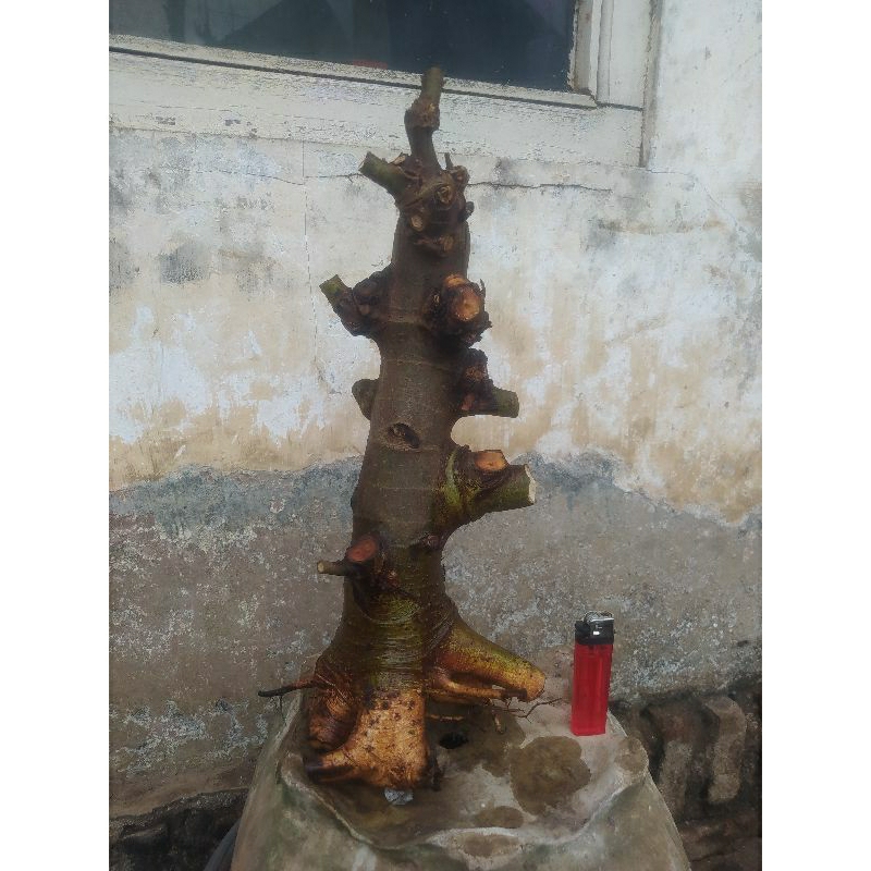 Bahan bonsai loa berkarakter tegak real pict