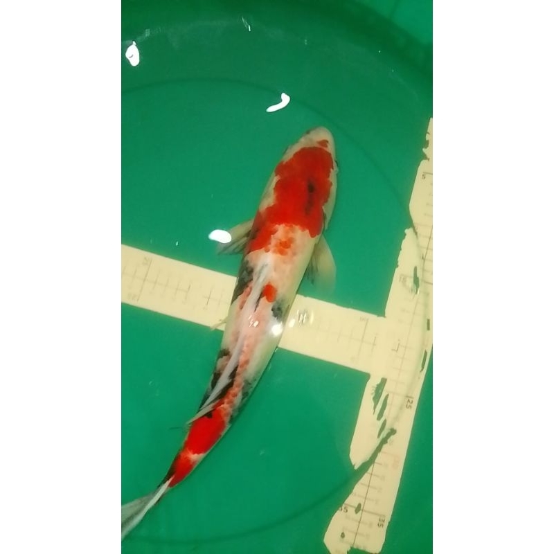 Ikan koi jenis SHOWA ukuran 41cm import sertifikat ISA