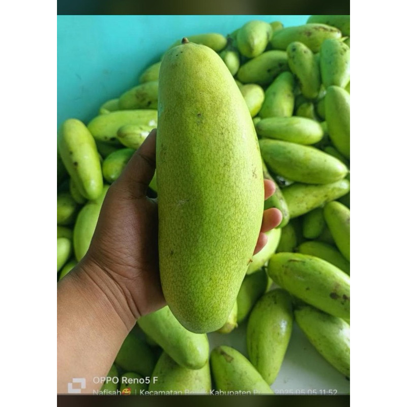 

mangga golek fresh langsung petik pohon 1kilo
