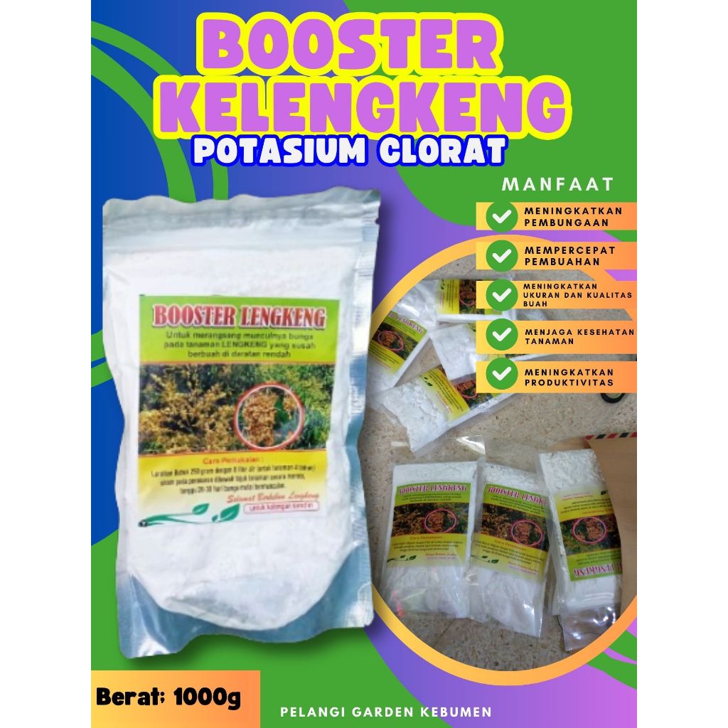 TERBAIK  Boster Kelengkeng Merah Cangkok Berbuah, Boster Kelengkeng Matalada