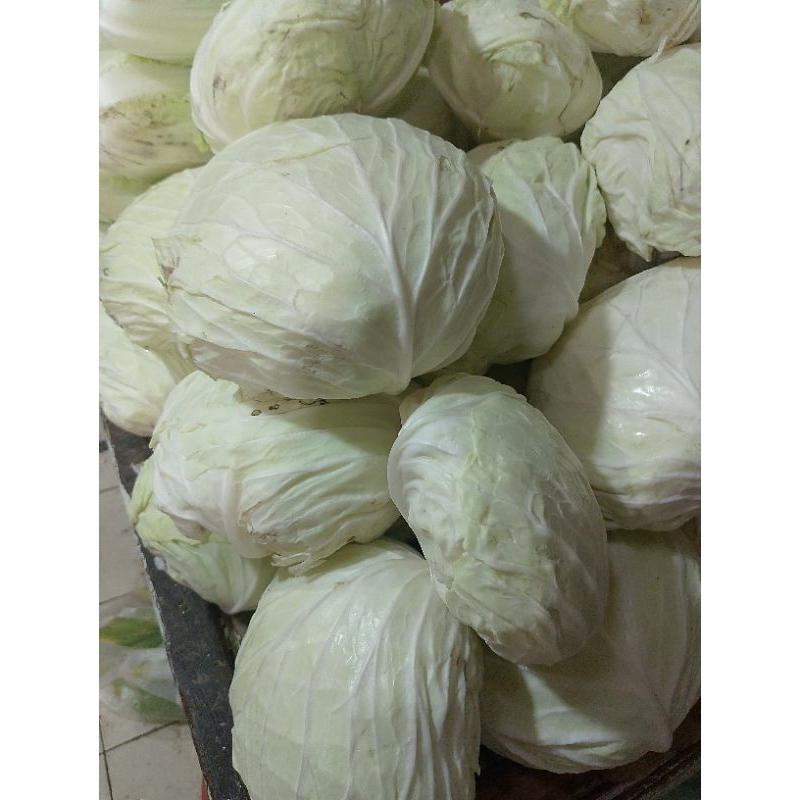 

kol putih/kubis sayur segar