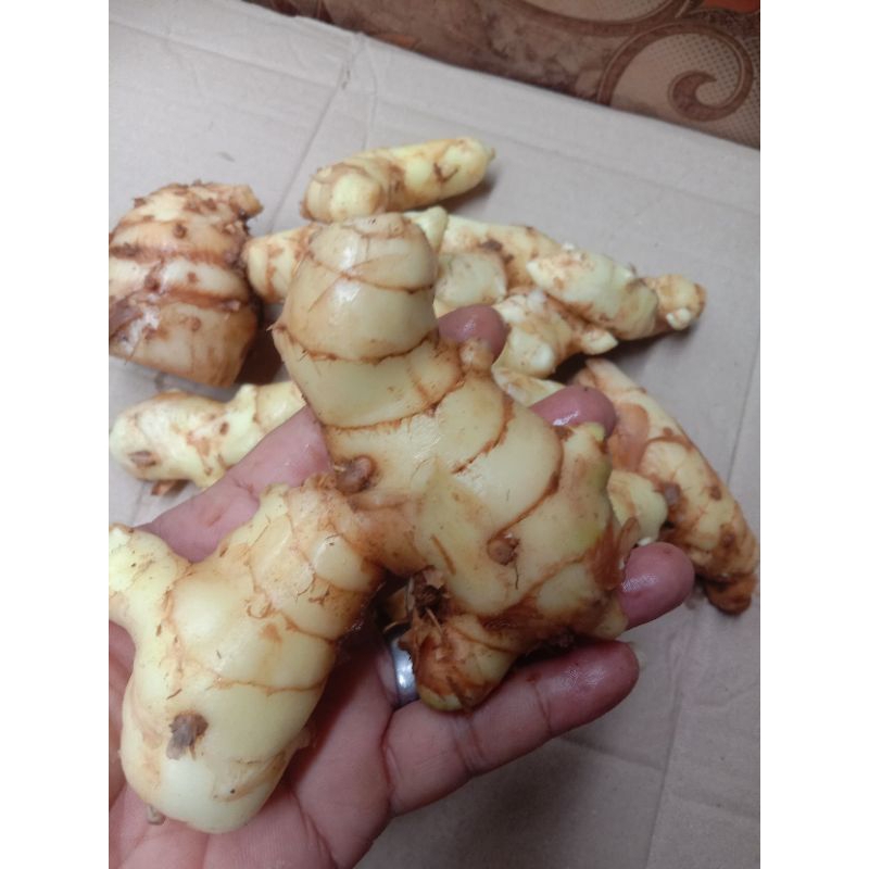 

kunyit putih temu putih fres 1kg
