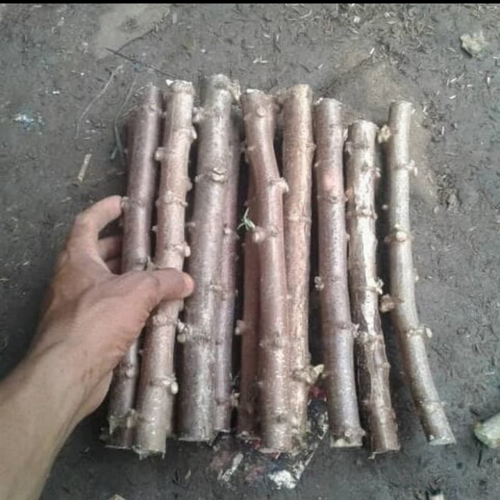 FRESH Bibit batang pohon singkong / bibit stek batang pohon singkong keju / Singkong Ketan panjang 2