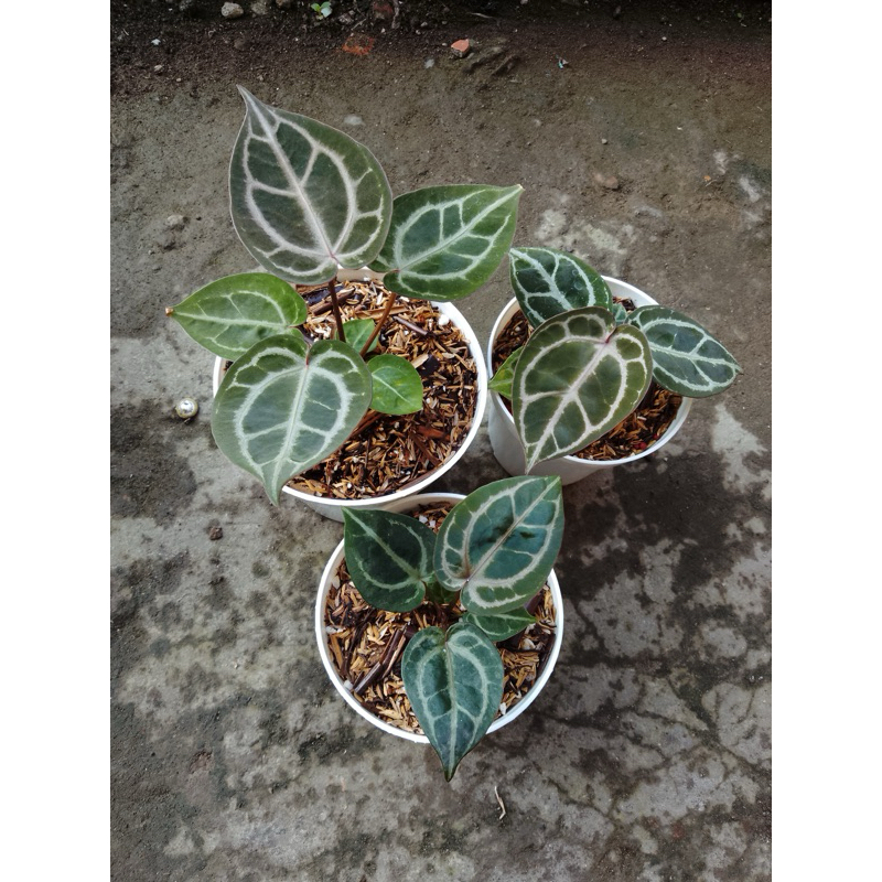 Anthurium HU(KOS) x Red Crystallinum