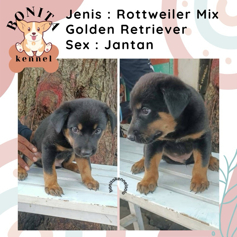 Rottweiler Mix Golden Retriever Anak Anjing Rottweiler Golden Jantan Betina