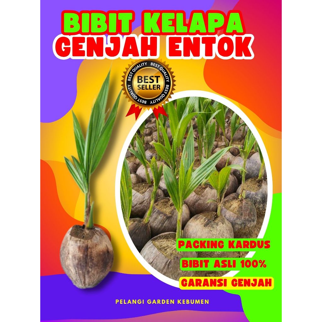 KUALITAS UNGGUL.. Pokok Kelapa Entok, Pokok Kelapa Entok Genjah, Pokok Kelapa Entok Super