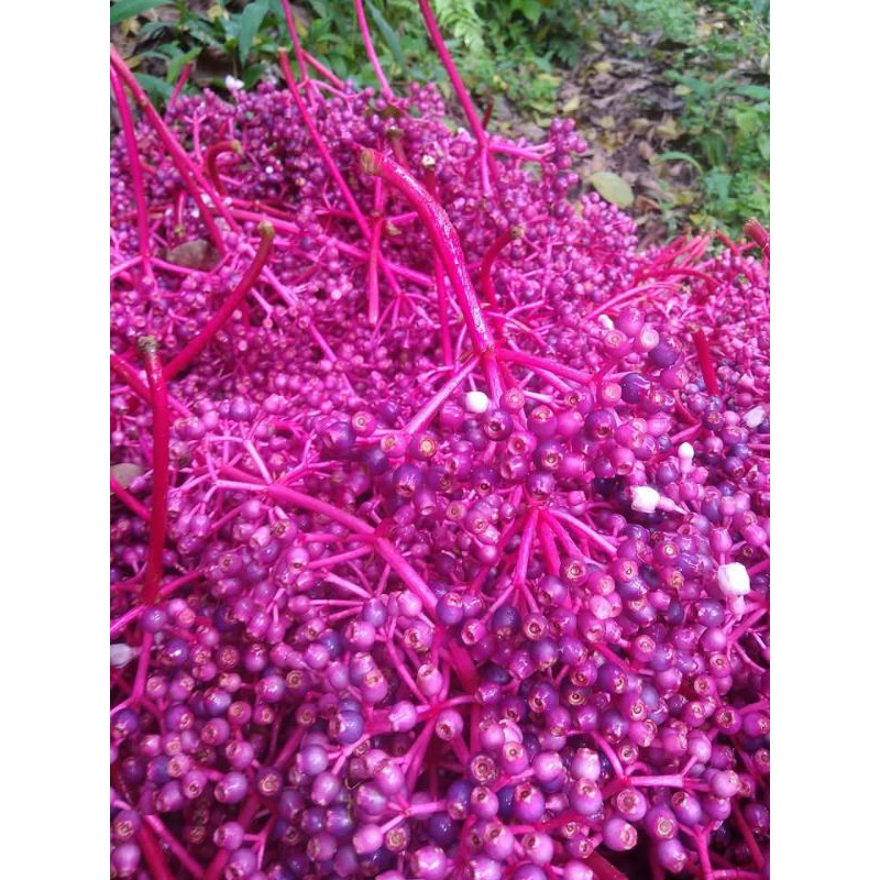 

buah sinom parijotho 250 gr fress segar asli gunung muria