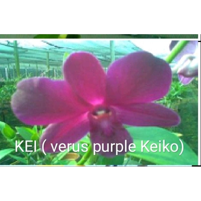 Anggrek Dendrobium Id KEI