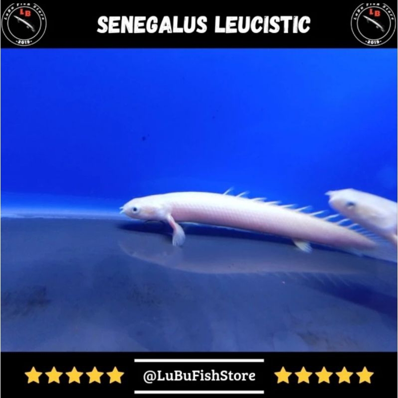 Aksesoris Aquarium Palmas Senegalus Leucistic