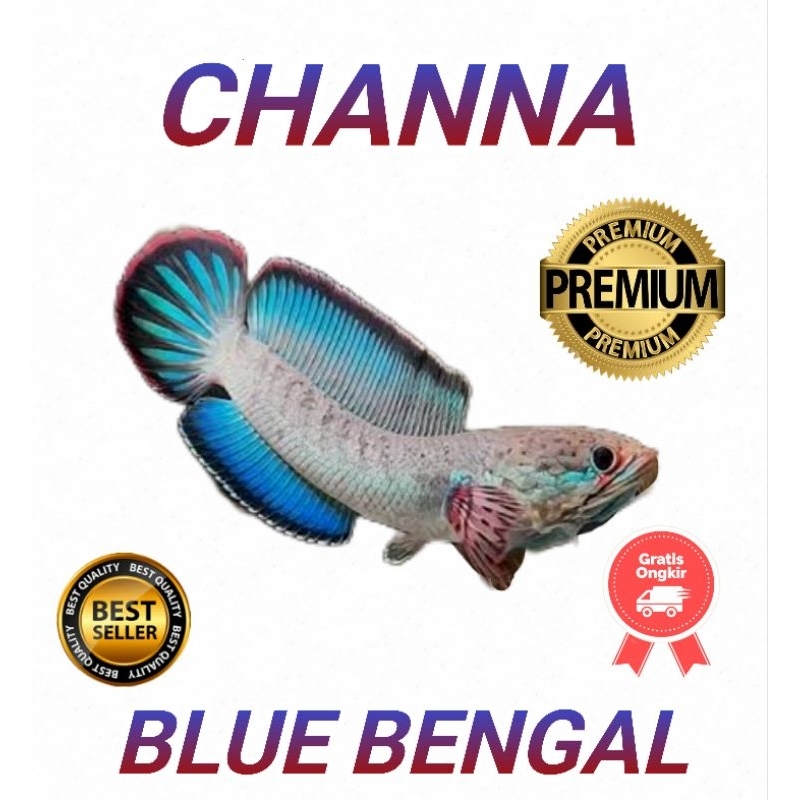 GPS blue bengal