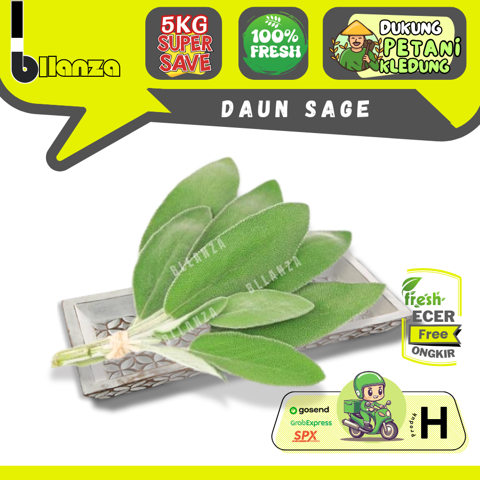 

Bllanza | Daun Sage — Sayur Gunung ECER (H)