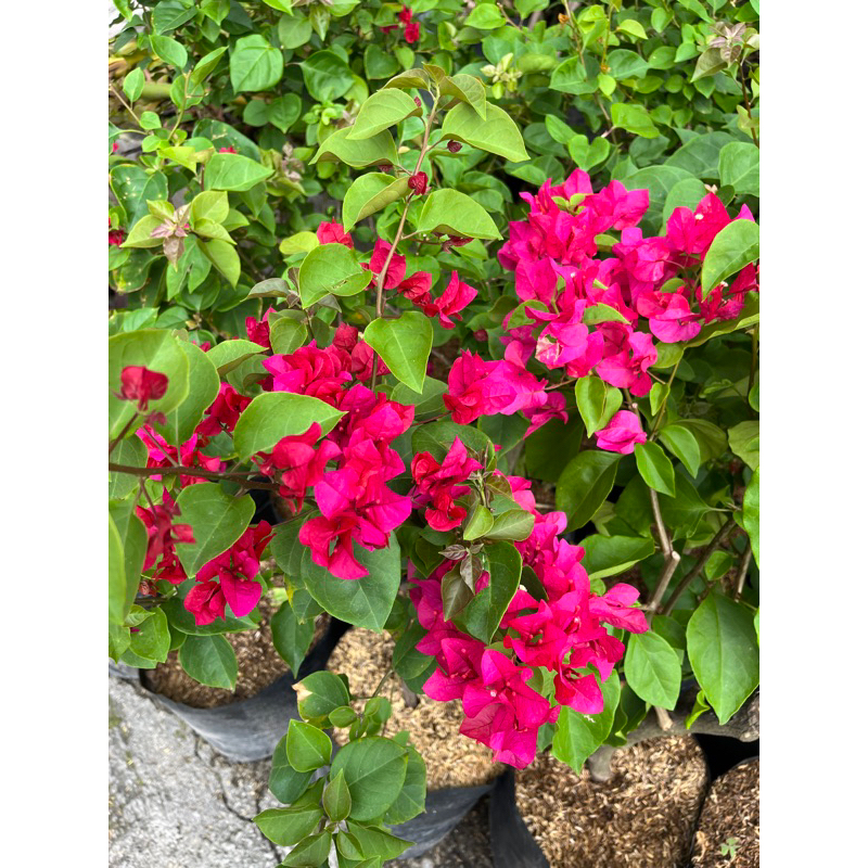 Tanaman Hias Bougenville Merah Fanta Lokal / Bugenvil Rimbun