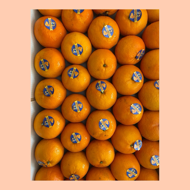 

Buah jeruk wogan super manis / Jeruk wogan manis