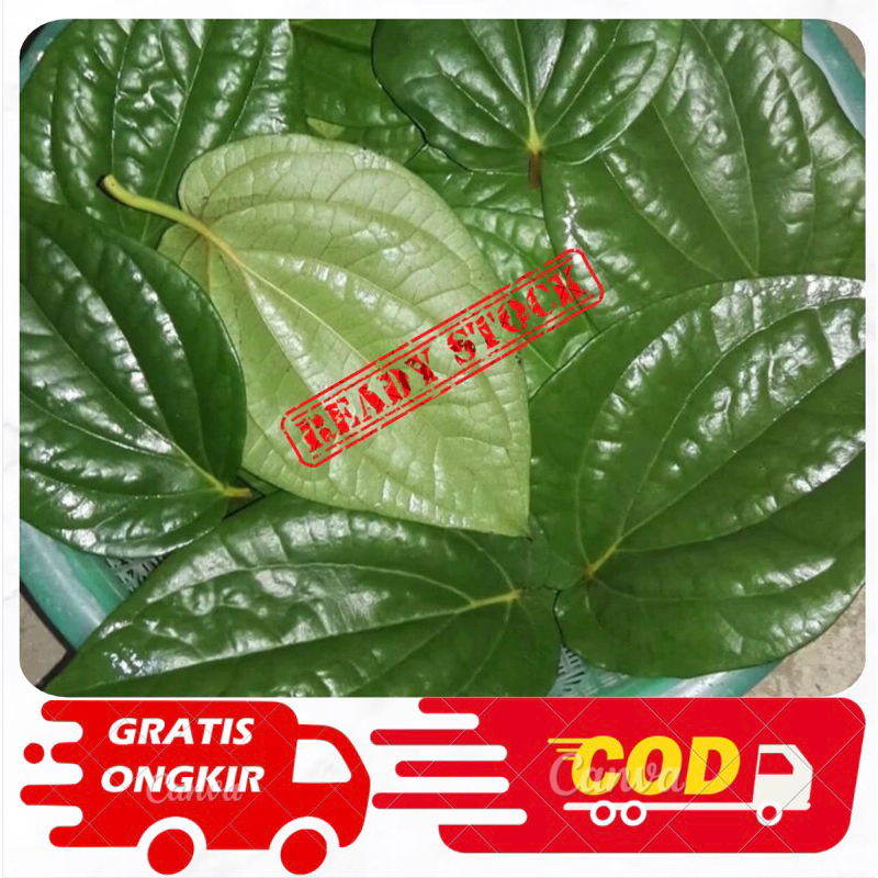 

Daun Sirih segar 1kg/Daun sirih fresh/Daun seureuh sunda