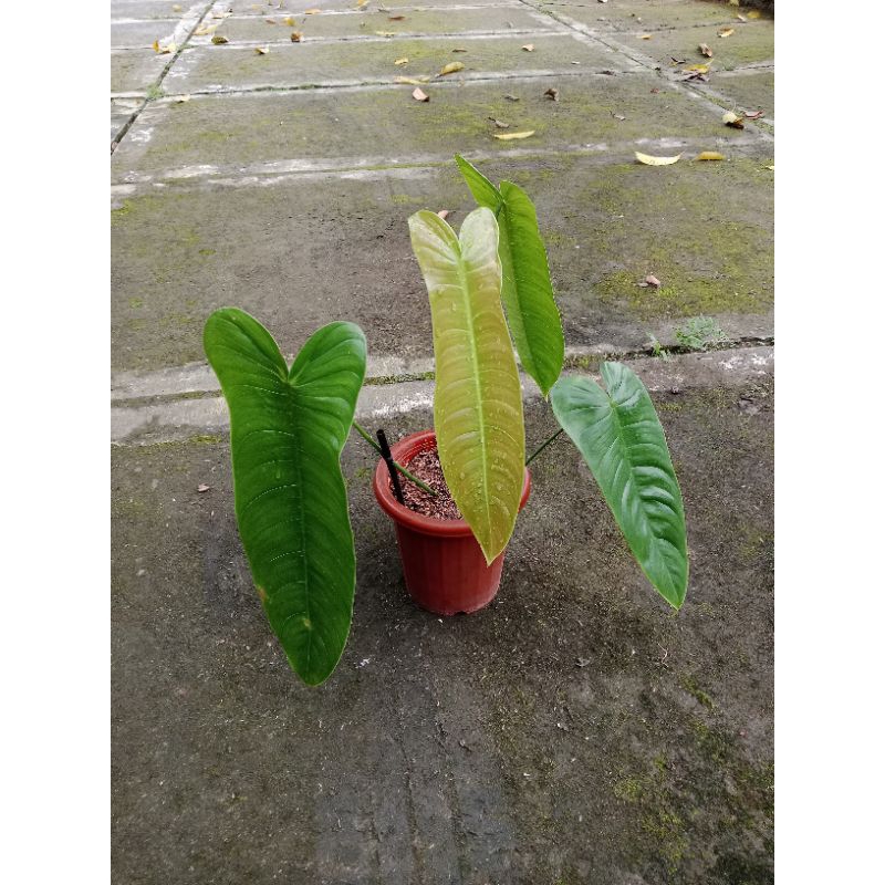 philodendron sharoniae ekonomis