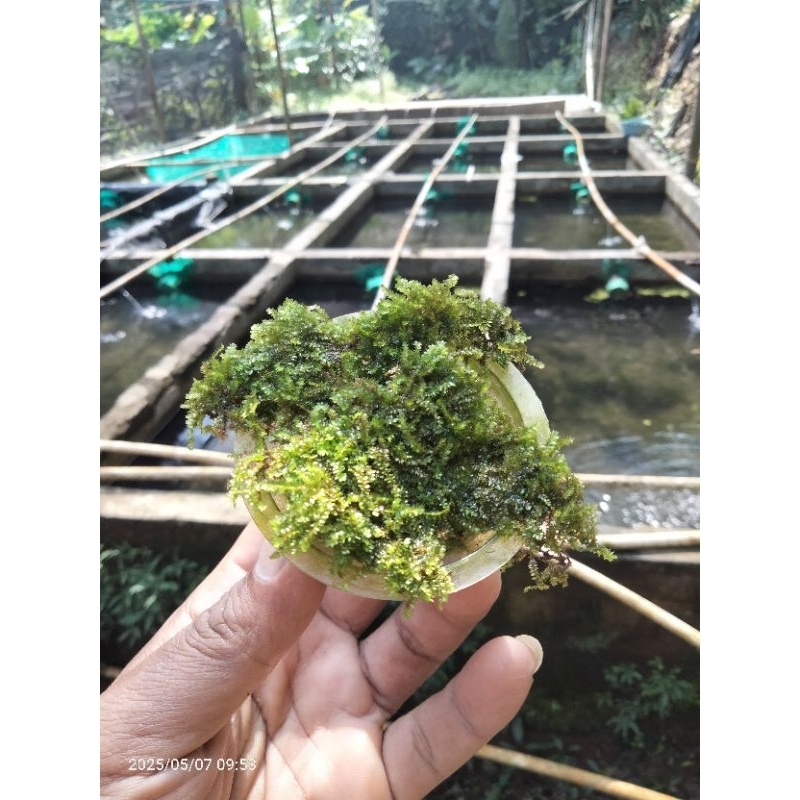 Moss Weeping tropica original