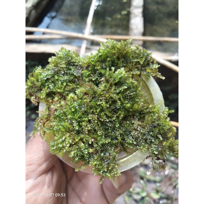 Moss weeping tropica