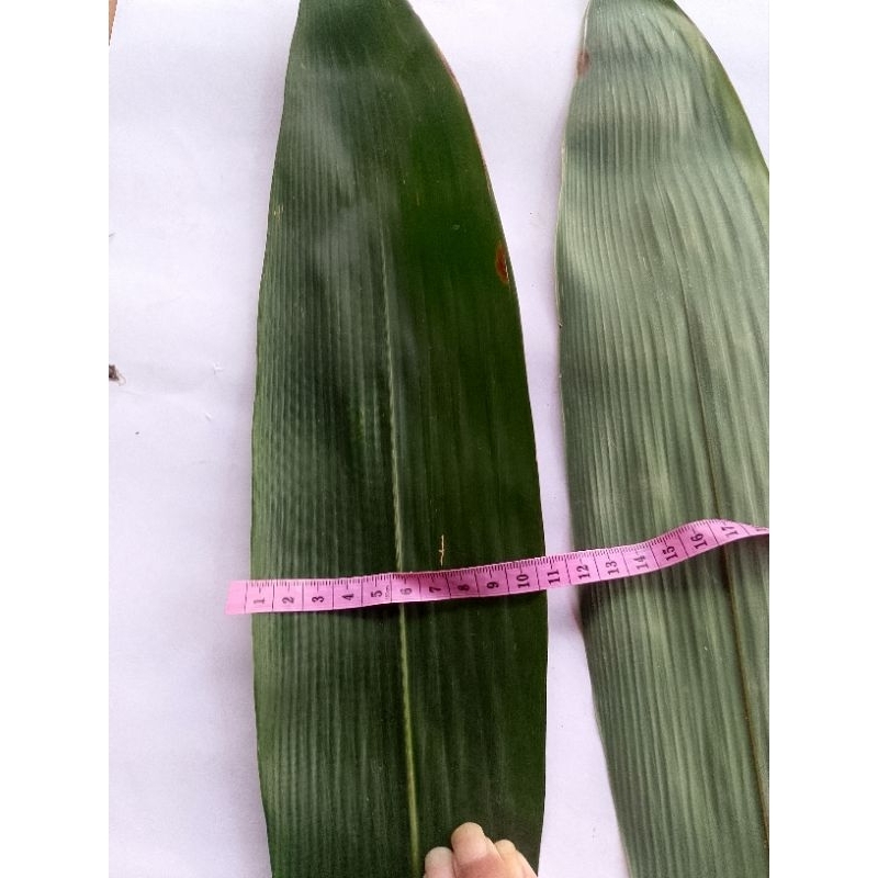 

25 LEMBAR DAUN BUMBU udah di rebus PILIHAN UNTUK SEGALA KEBUTUHAN BAKCANG KICANG KUE TERMURAH TERLARIS