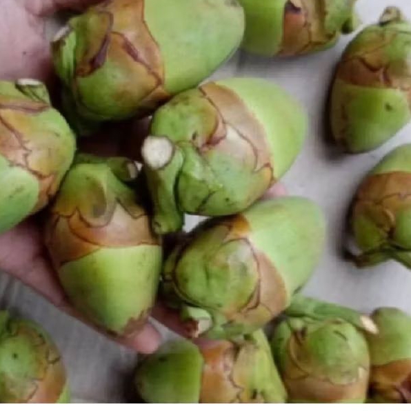 

Buruluk pentil cengkir kelapa 10 bji