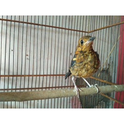 Anis Merah Trotol Jamin Jantan Bandung