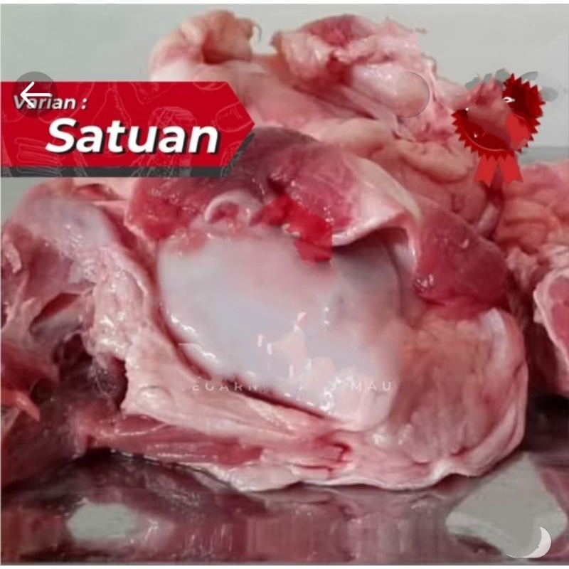 

ceklok sapi@satuan