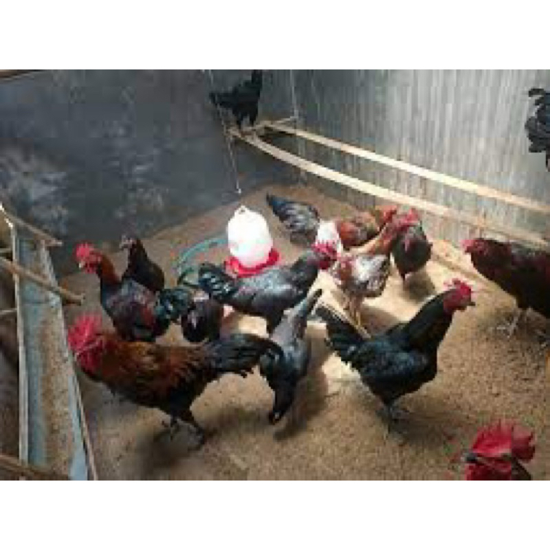 

TELUR FERTIL AYAM KUB JUMBO UNTUK DITETASKAN