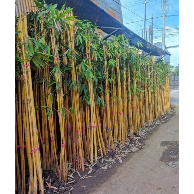 PROMO tanaman bambu kuning hias pohon bambu kuning panda tinggi 2 meter