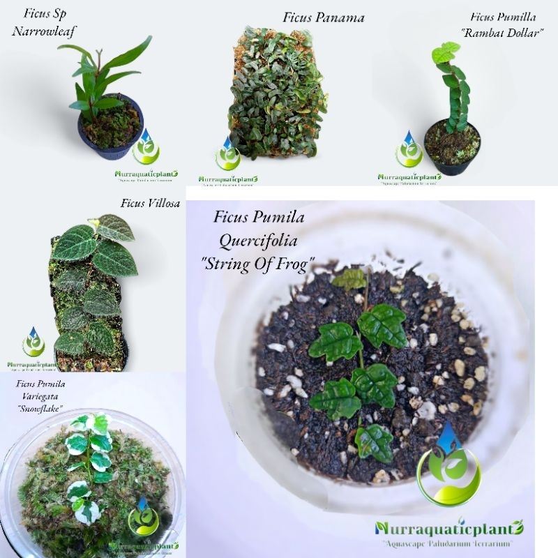 Paket Tanaman Ficus Varian Jenis - Tanaman Hias Paludarium