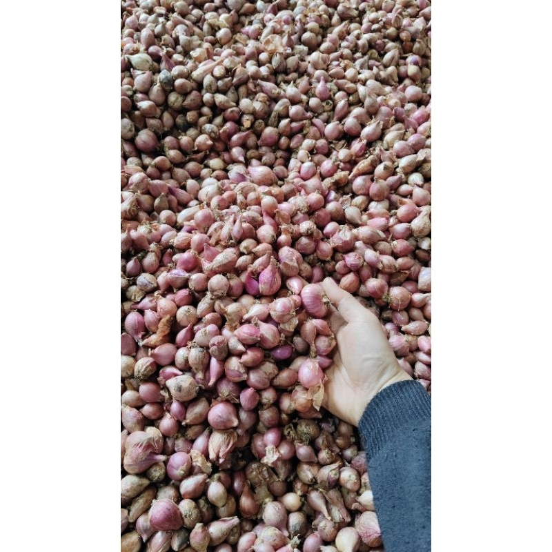 

(1000gr) bawang merah nganjuk ukuran sedang