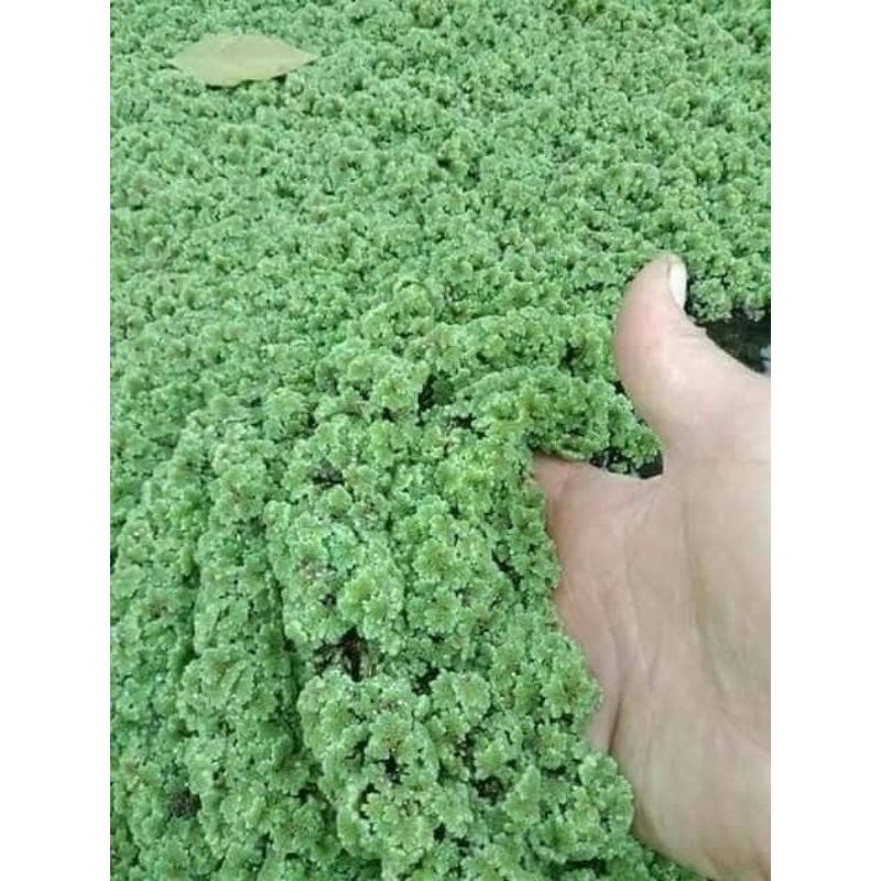 azola tanaman air atau pakan ternak 500 gram