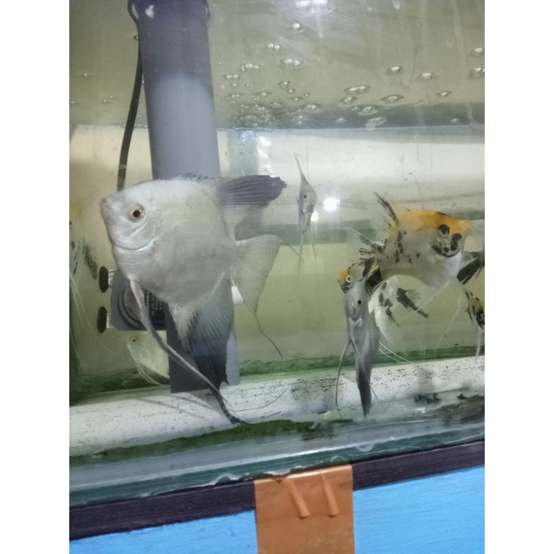 manfish bsp 4-5 jari