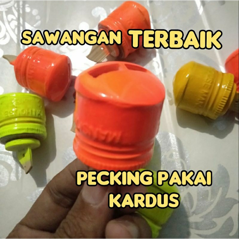 sawangan merpati pos lubang dua suara kencang (bisa cod)