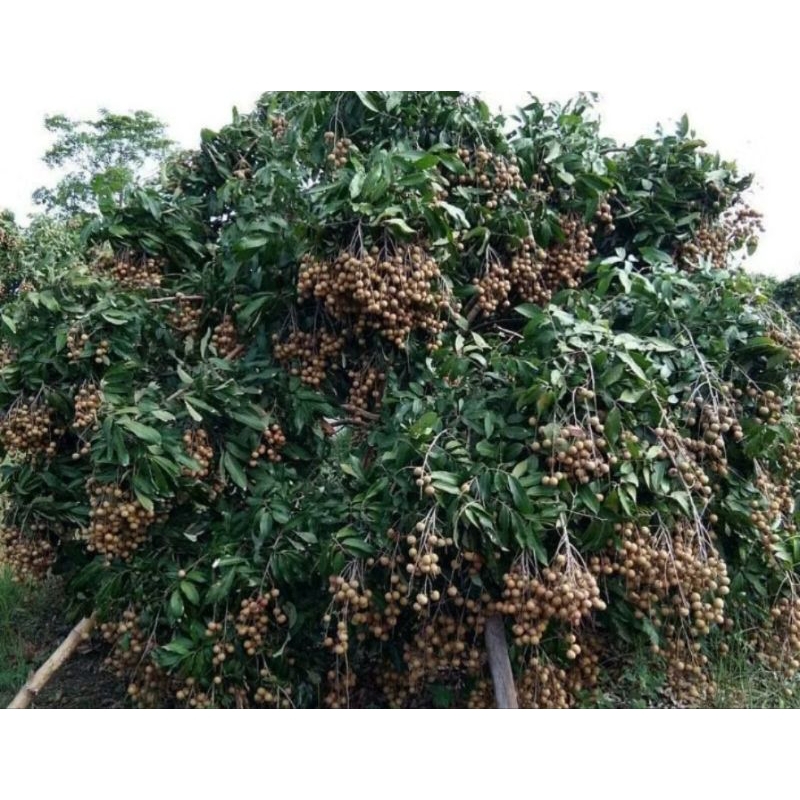 

BIBIT KLENGKENG CEPAT BERBUAH LEBAT SUPERAN