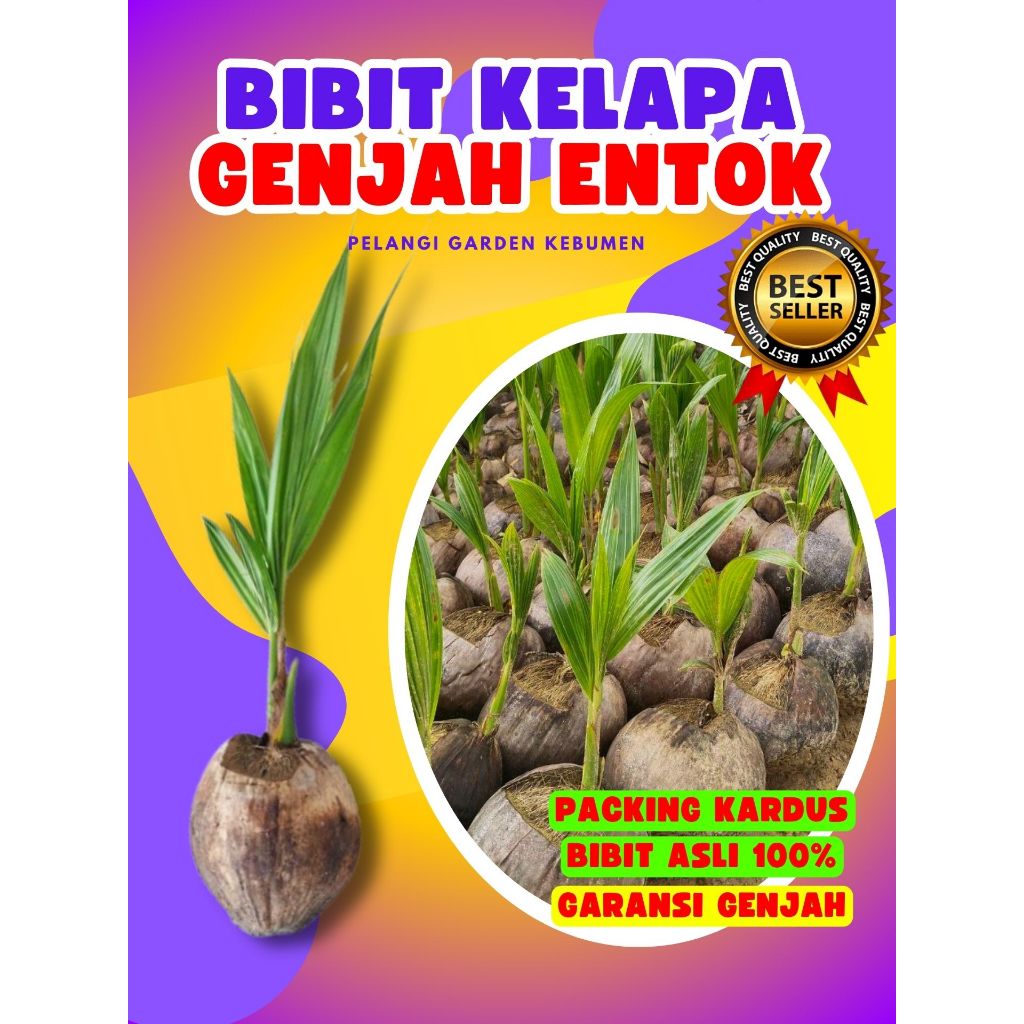CEPAT BERBUAH.. Pokok Kelapa Hibrida Hijau Jumbo, Pokok Kelapa Hijau Asli, Pokok Kelapa Hijau Hibrid