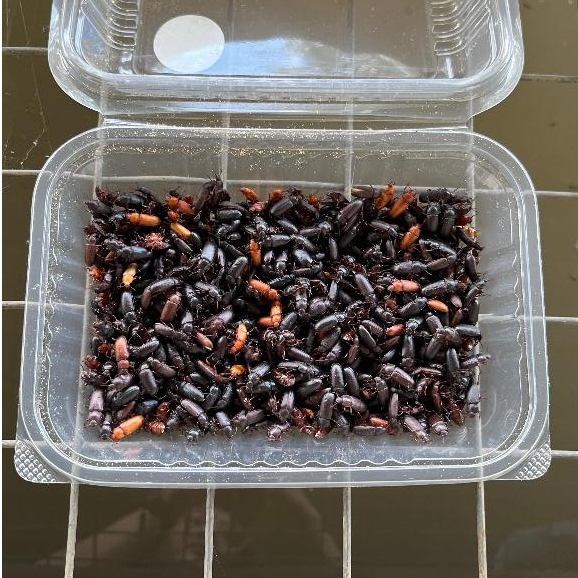 Kepik Ulat Hongkong Kemasan Box Plastik