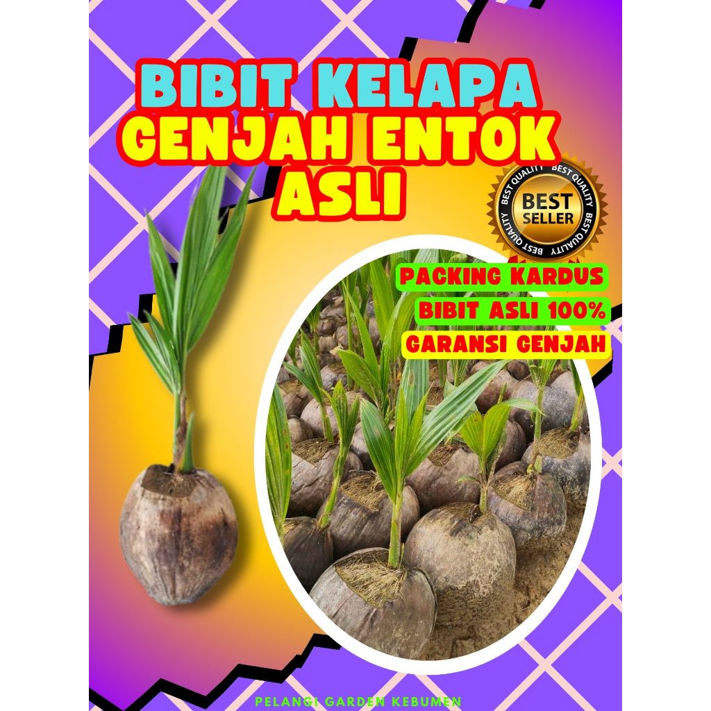 TERBAIK.. Pokok Kelapa Kopyor Asli, Pokok Kelapa Kopyor Bogor, Pokok Kelapa Kopyor Besar