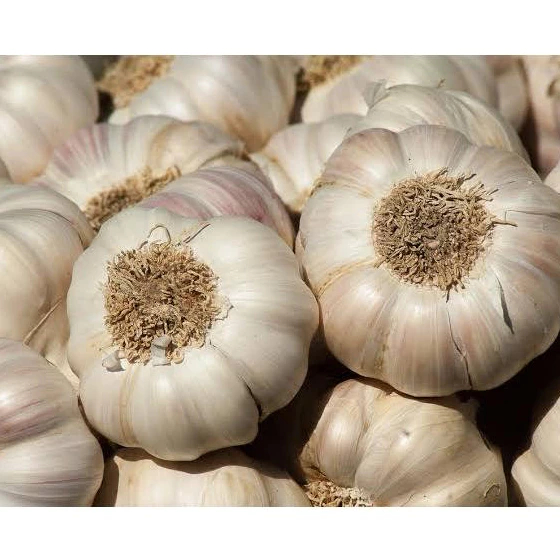 

Bawang Putih Paket Hemat 7rb