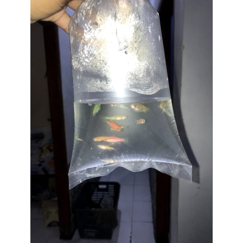 ikan danio slayer